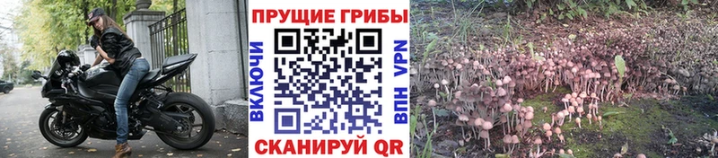 Галлюциногенные грибы Magic Shrooms  Купить  Чаплыгин 